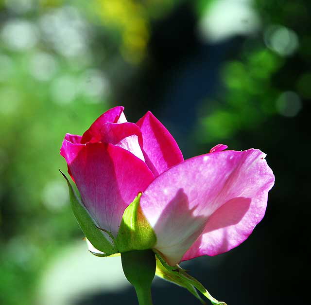 Rose in a garden in West Hollywood, Saturday, November 13, 2010