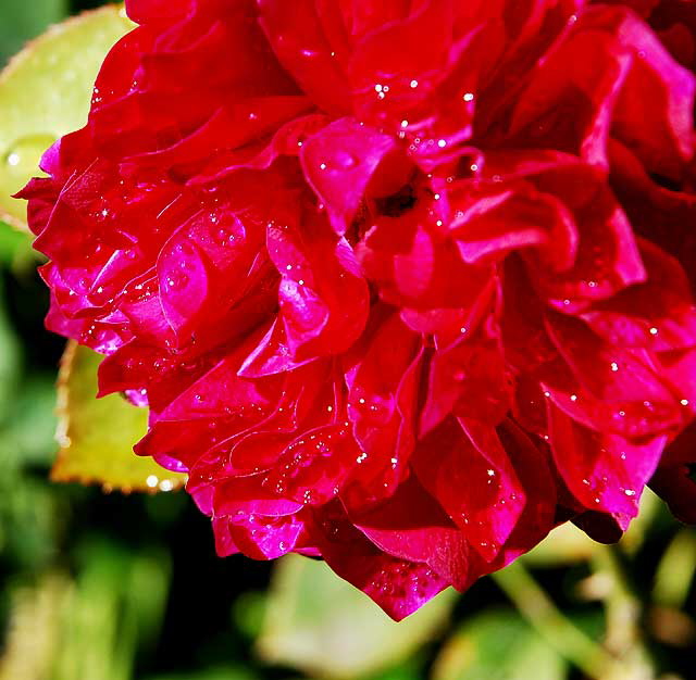 Wet blossom in a garden in West Hollywood, Saturday, November 13, 2010