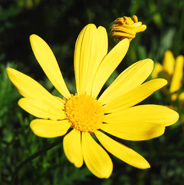 Daisies in a garden in West Hollywood, Saturday, November 13, 2010