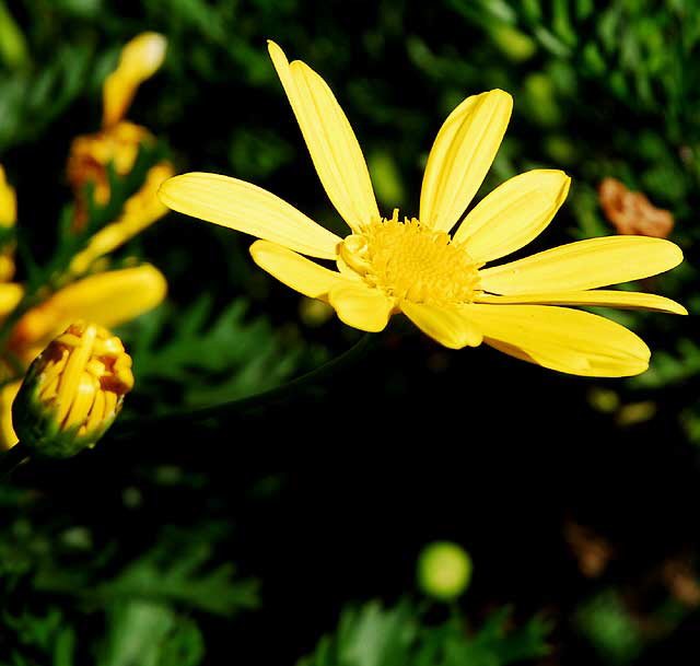 Daisies in a garden in West Hollywood, Saturday, November 13, 2010