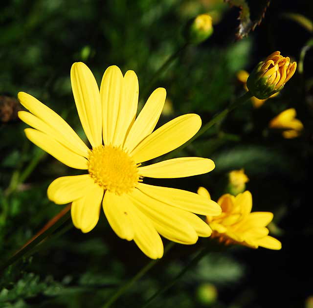 Daisies in a garden in West Hollywood, Saturday, November 13, 2010