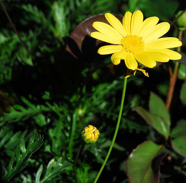 Daisies in a garden in West Hollywood, Saturday, November 13, 2010