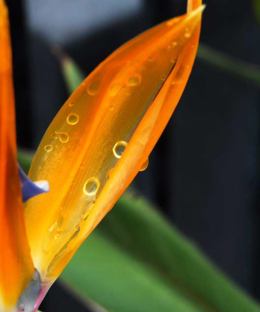 Bird of Paradise (Strelitzia) - gardens of The Crossroads of the World, Sunset Boulevard in Hollywood, Saturday, November 20, 2010