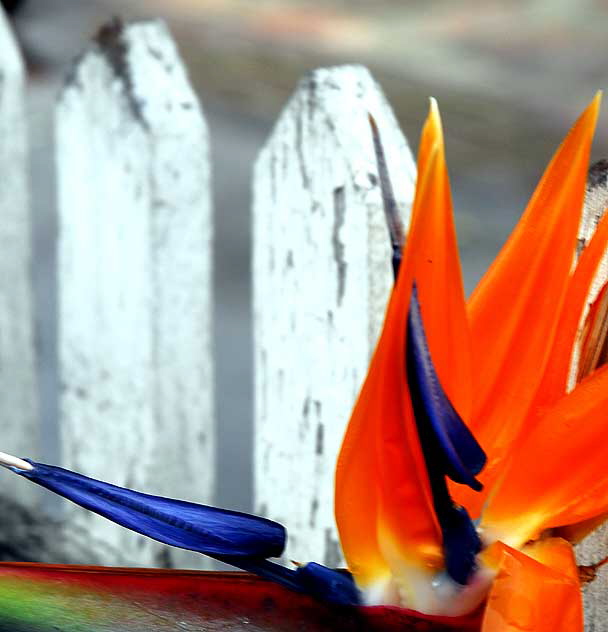 Bird of Paradise (Strelitzia) - gardens of The Crossroads of the World, Sunset Boulevard in Hollywood, Saturday, November 20, 2010