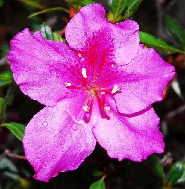 Azalea, gardens of The Crossroads of the World, Sunset Boulevard in Hollywood, Saturday, November 20, 2010