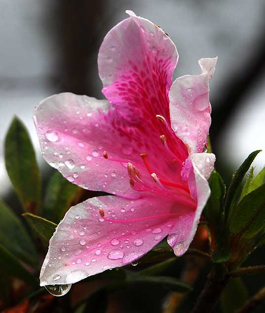 Azalea, gardens of The Crossroads of the World, Sunset Boulevard in Hollywood, Saturday, November 20, 2010