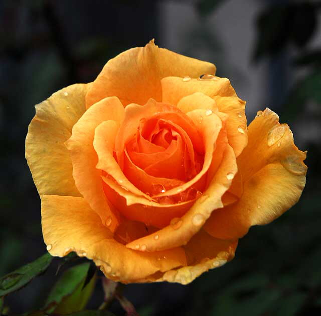 Wet rose, gardens of The Crossroads of the World, Sunset Boulevard in Hollywood, Saturday, November 20, 2010