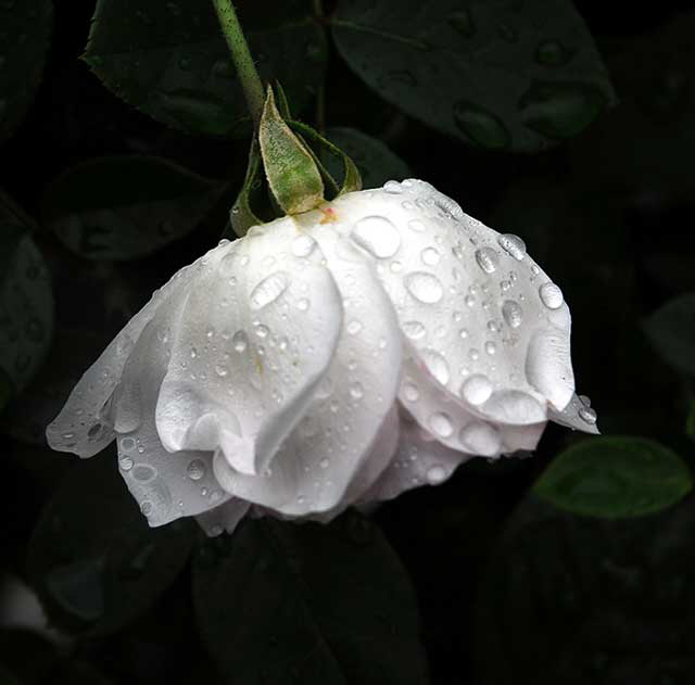 Wet rose, gardens of The Crossroads of the World, Sunset Boulevard in Hollywood, Saturday, November 20, 2010