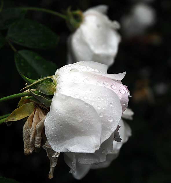 Wet rose, gardens of The Crossroads of the World, Sunset Boulevard in Hollywood, Saturday, November 20, 2010