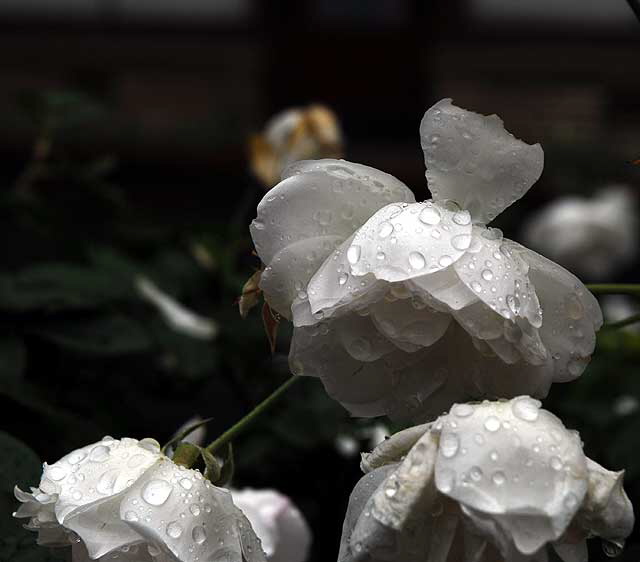 Wet rose, gardens of The Crossroads of the World, Sunset Boulevard in Hollywood, Saturday, November 20, 2010