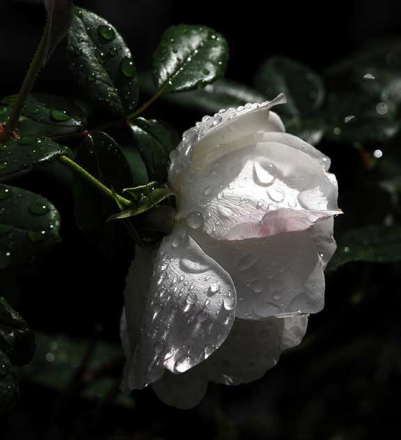 Wet rose, gardens of The Crossroads of the World, Sunset Boulevard in Hollywood, Saturday, November 20, 2010