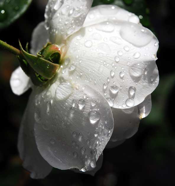 Wet rose, gardens of The Crossroads of the World, Sunset Boulevard in Hollywood, Saturday, November 20, 2010