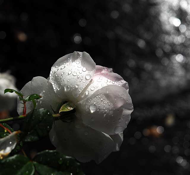Wet rose, gardens of The Crossroads of the World, Sunset Boulevard in Hollywood, Saturday, November 20, 2010