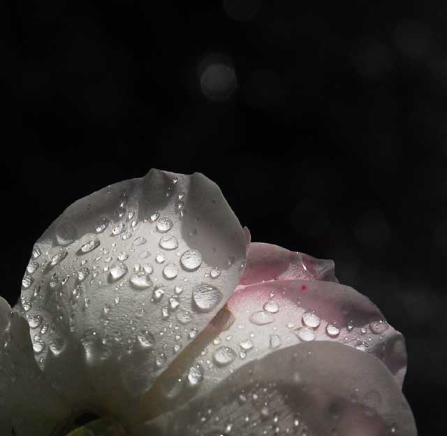 Wet rose, gardens of The Crossroads of the World, Sunset Boulevard in Hollywood, Saturday, November 20, 2010