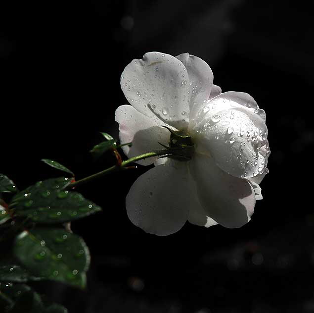 Wet rose, gardens of The Crossroads of the World, Sunset Boulevard in Hollywood, Saturday, November 20, 2010