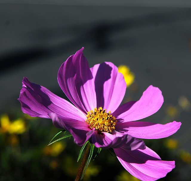 Shasta Daisy