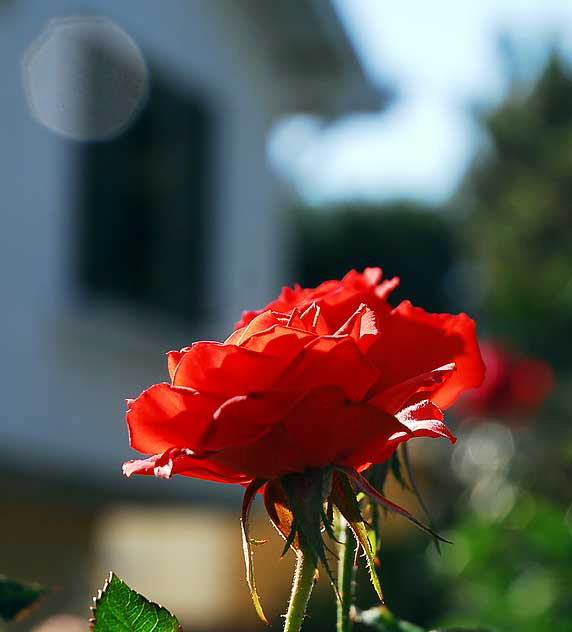 Rose, Los Angeles, Saturday, November 27, 2010