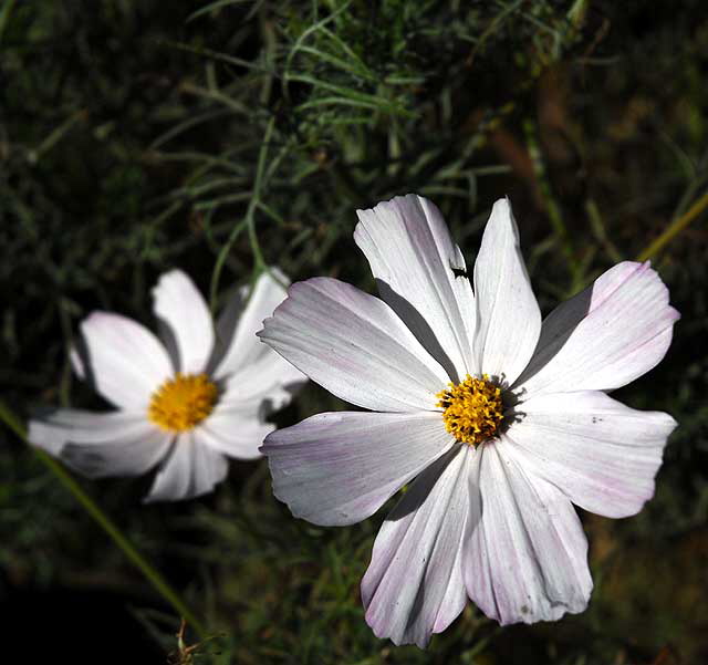 Shasta Daisy