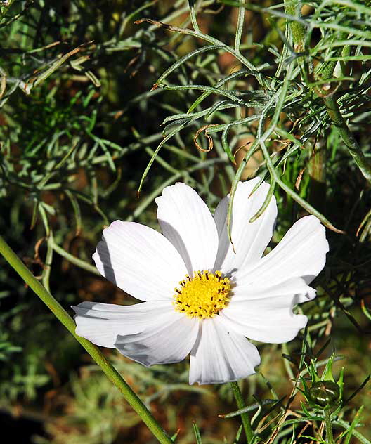 Shasta Daisy