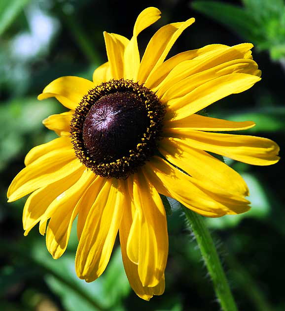 Black-Eyed Susan