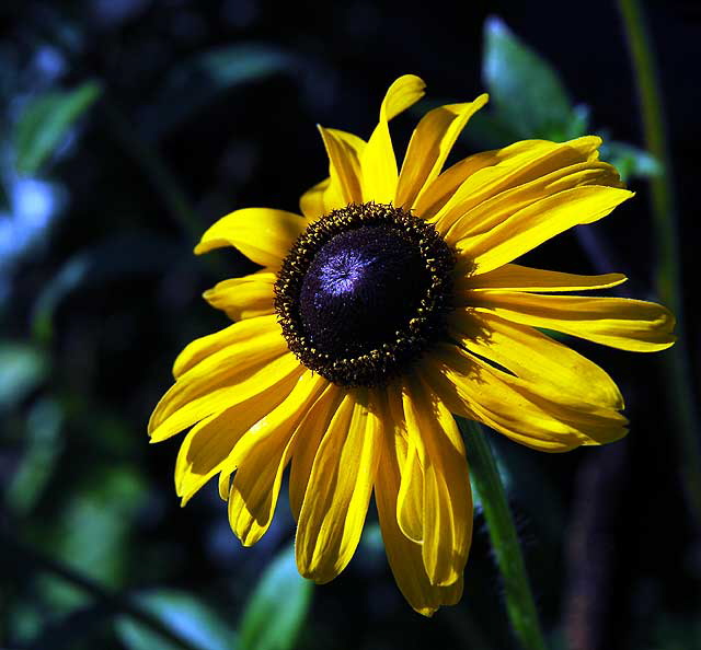 Black-Eyed Susan