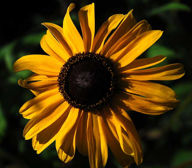 Black-Eyed Susan