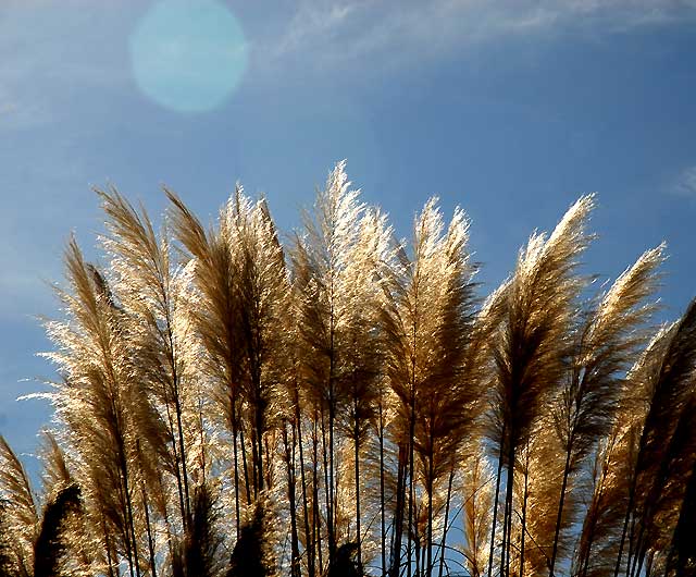 Pampas Grass