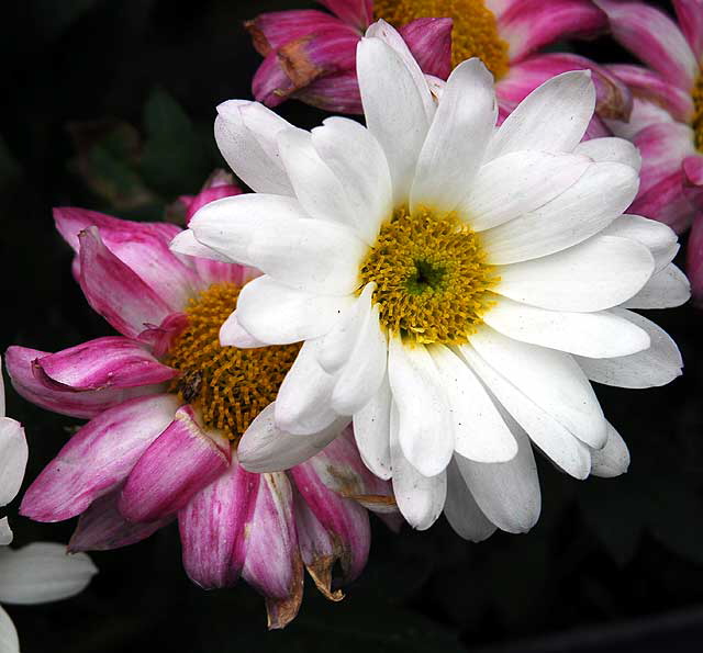 Mixed Daisies