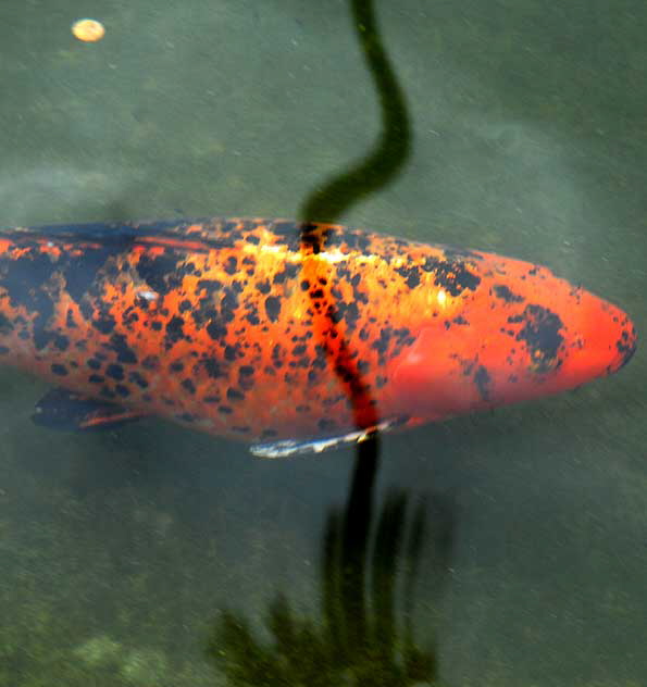 Koi and Palm