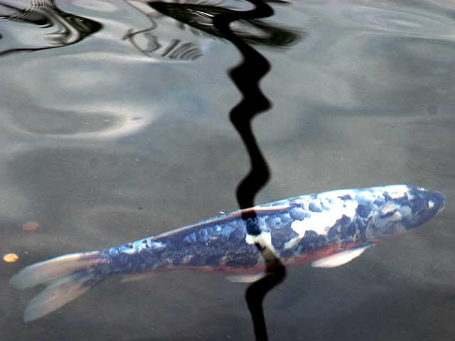 Koi and Palm