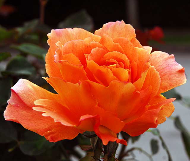 Orange Rose