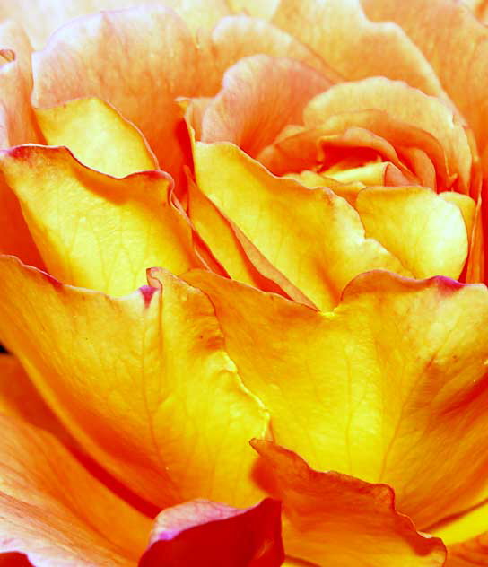 Orange Rose