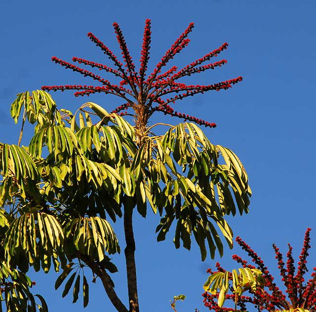 Schefflera Tree in Bloom, West Hollywood
