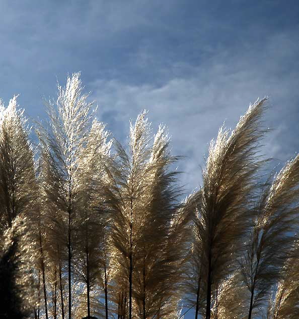 Pampas Grass