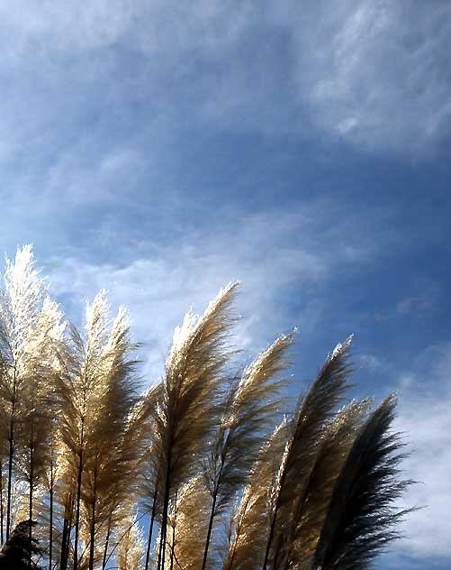 Pampas Grass