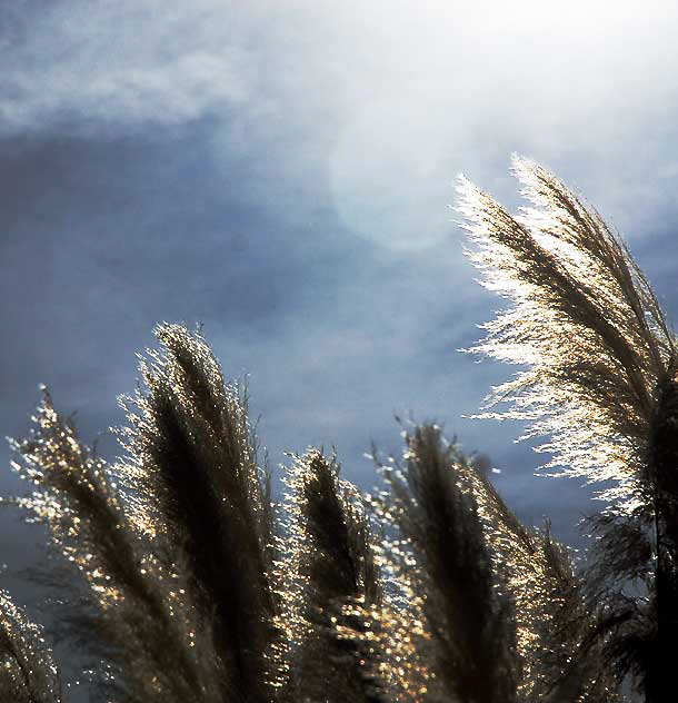 Pampas Grass