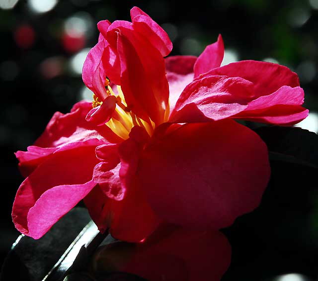 Gardens of Greystone Mansion, Beverly Hills, Saturday, December 11, 2010