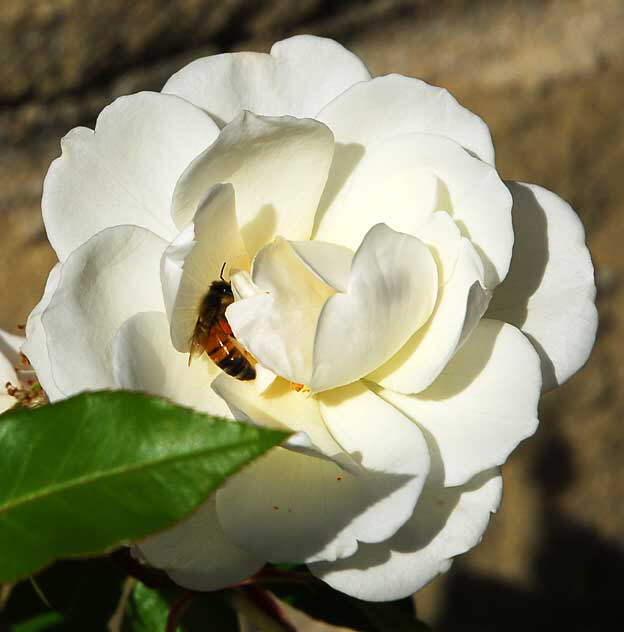 The upper rose garden at Greystone Mansion, Beverly Hills, Saturday, December 11, 2010