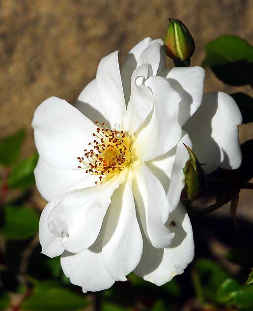 The upper rose garden at Greystone Mansion, Beverly Hills, Saturday, December 11, 2010