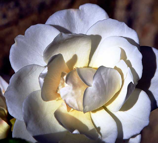 The upper rose garden at Greystone Mansion, Beverly Hills, Saturday, December 11, 2010