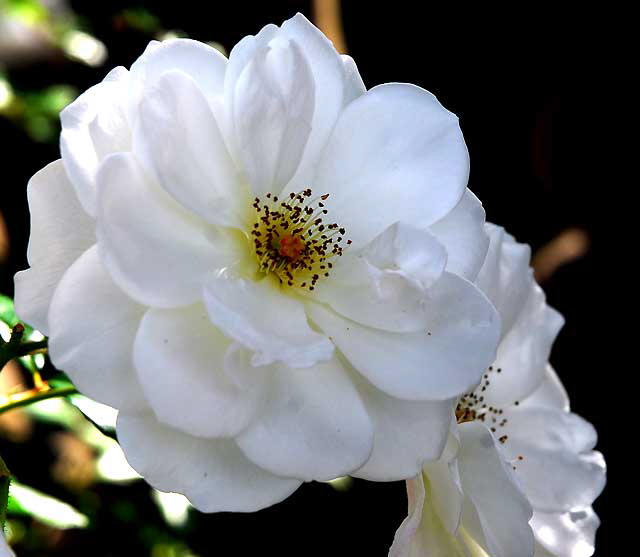 The upper rose garden at Greystone Mansion, Beverly Hills, Saturday, December 11, 2010