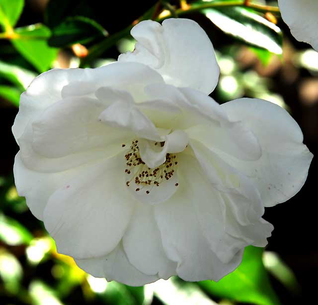 The upper rose garden at Greystone Mansion, Beverly Hills, Saturday, December 11, 2010