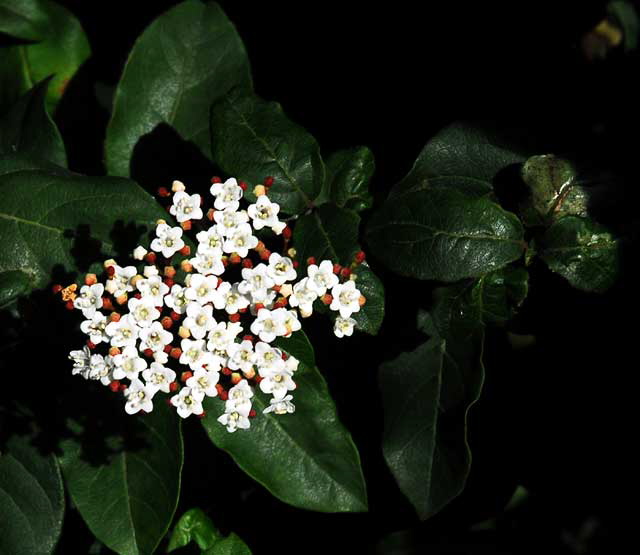 The upper rose garden at Greystone Mansion, Beverly Hills, Saturday, December 11, 2010