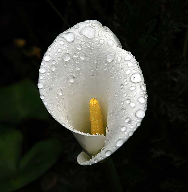 Calla Lily, Rain