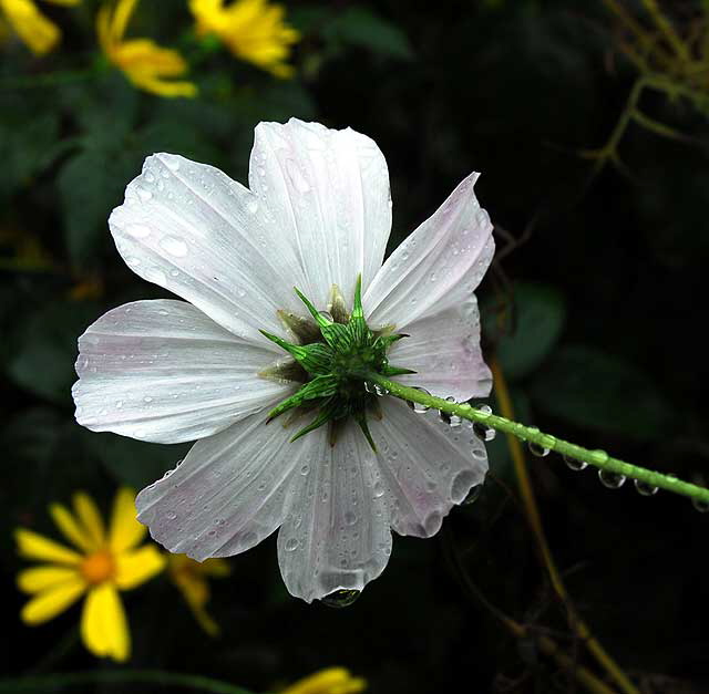 Daisy in the Rain 