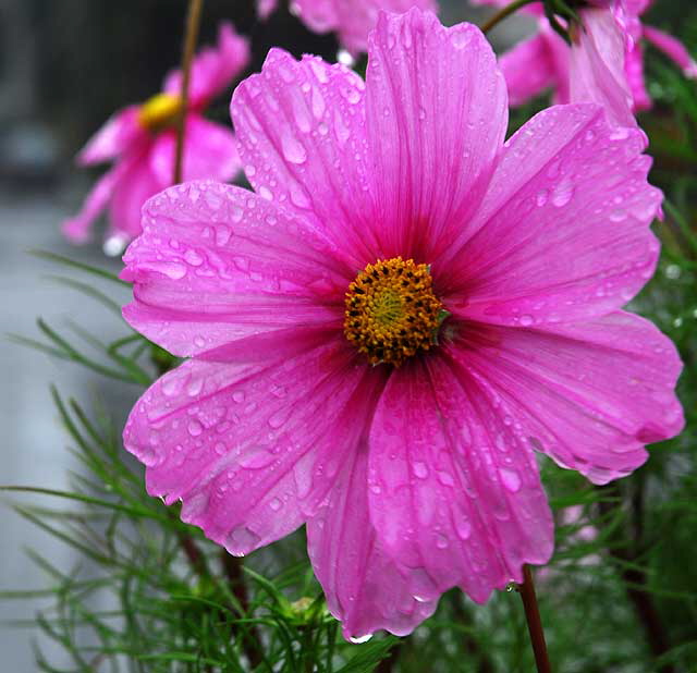 Daisy in the Rain 