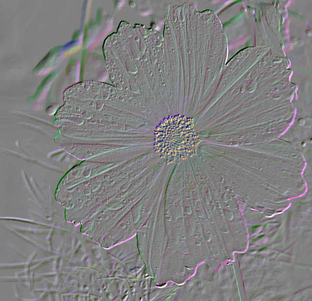 Daisy in the Rain, Photoshop Filter: Embossed