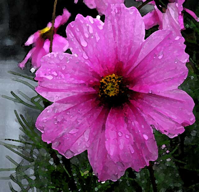 Daisy in the Rain, Photoshop Filter: Watercolor 