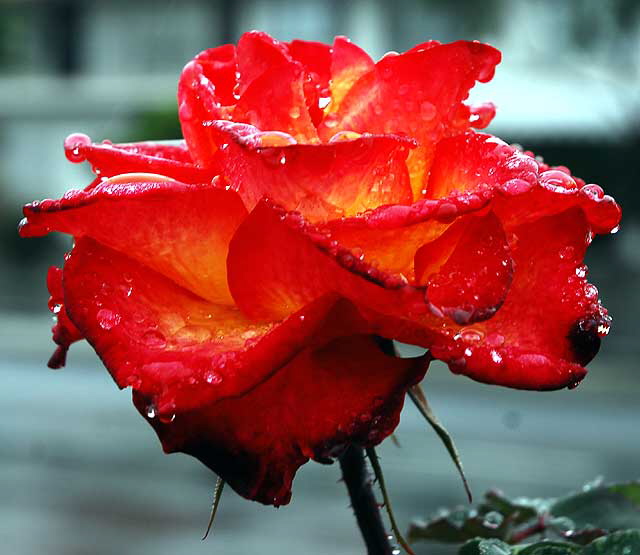 Wet Rose