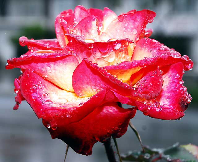 Wet Rose